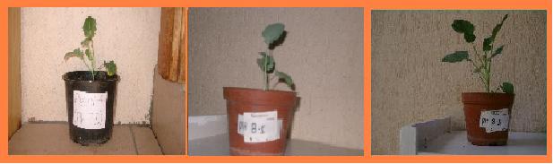 basicplants1.jpg