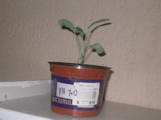 plant.jpg